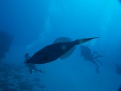  "the attached of the giant file fish". This shot by acci... by Debbie Allen 